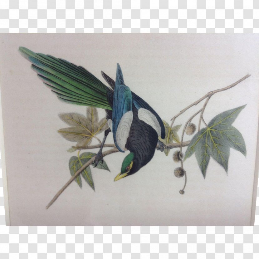 The Birds Of America Art Painting - Botanical Illustration - Bird Transparent PNG