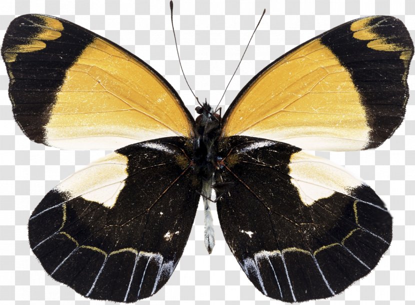 Monarch Butterfly Moth Image Clip Art - Lycaenid Transparent PNG