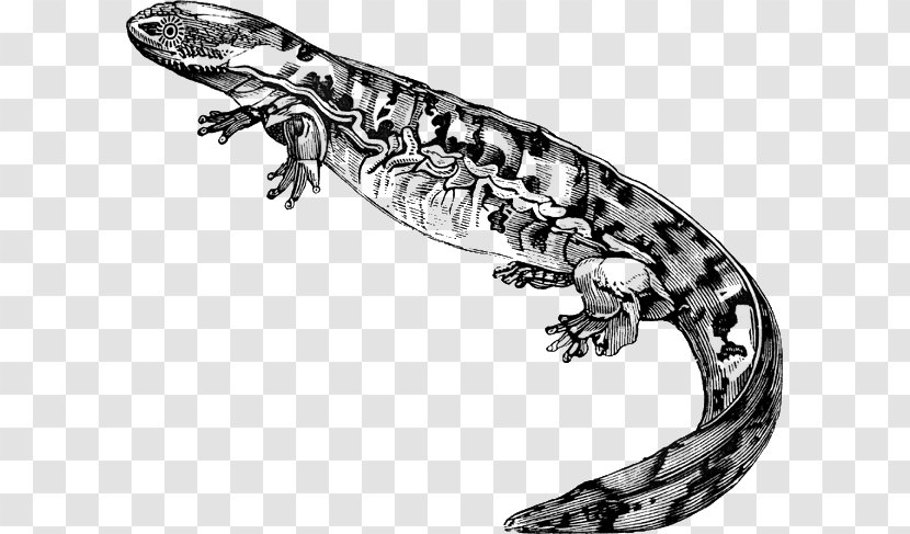 Salamanders And Newts Lizard Clip Art - Andrias - Salamander Transparent PNG
