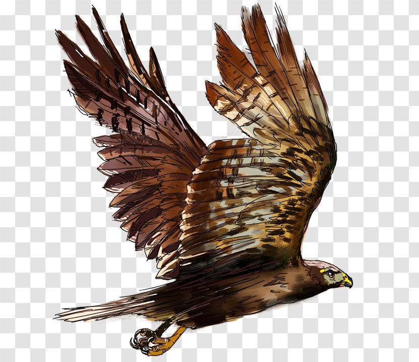 Bald Eagle Hawk Buzzard Beak Transparent PNG