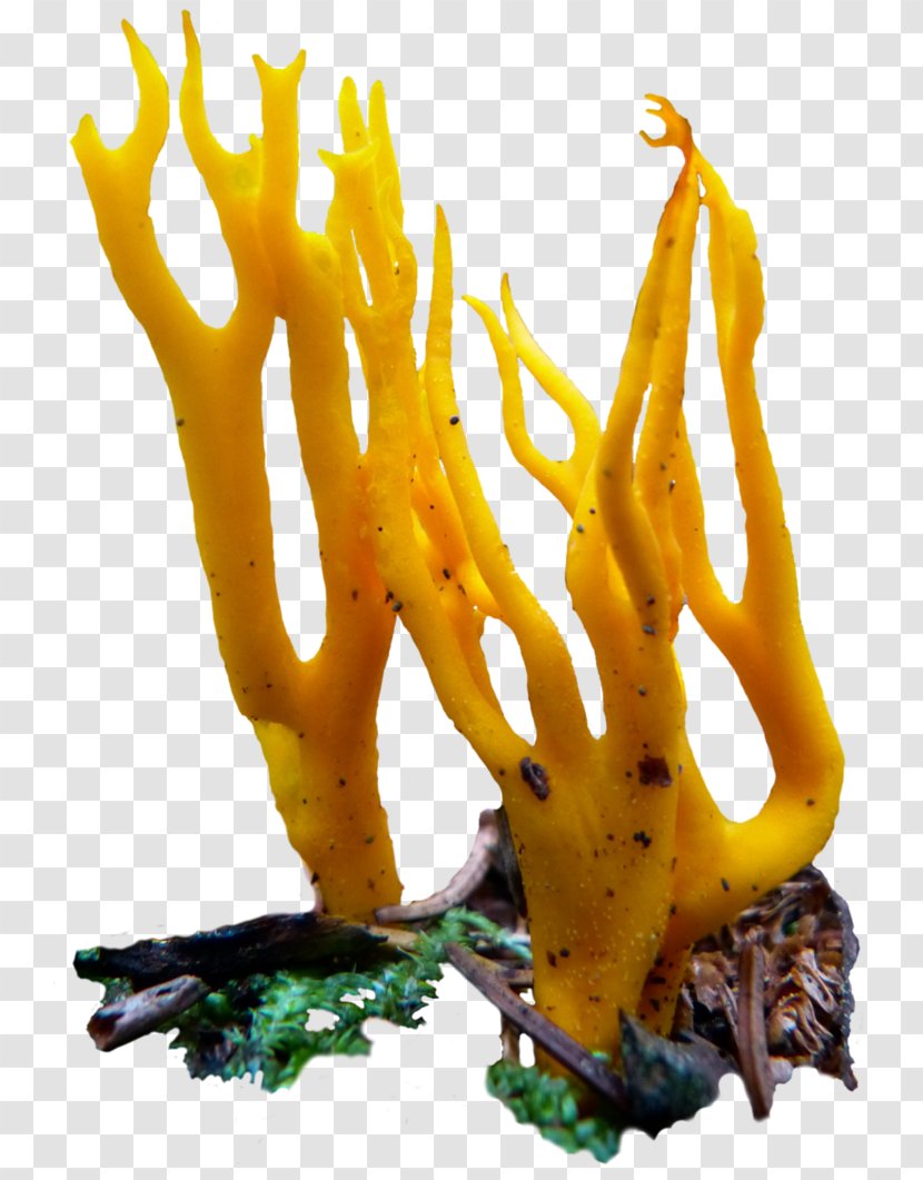 Mushroom Fungus Food Vegetarian Cuisine - Art - Fungi Transparent PNG