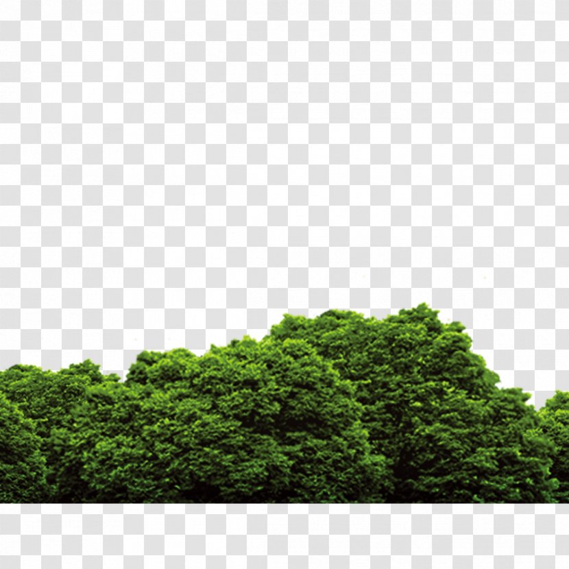 Tree - Cercis Siliquastrum - Forest Transparent PNG