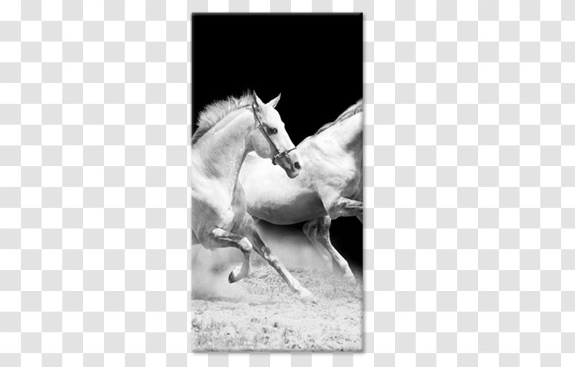 Horse Black And White Picture Frames Painting Animal - Snout Transparent PNG