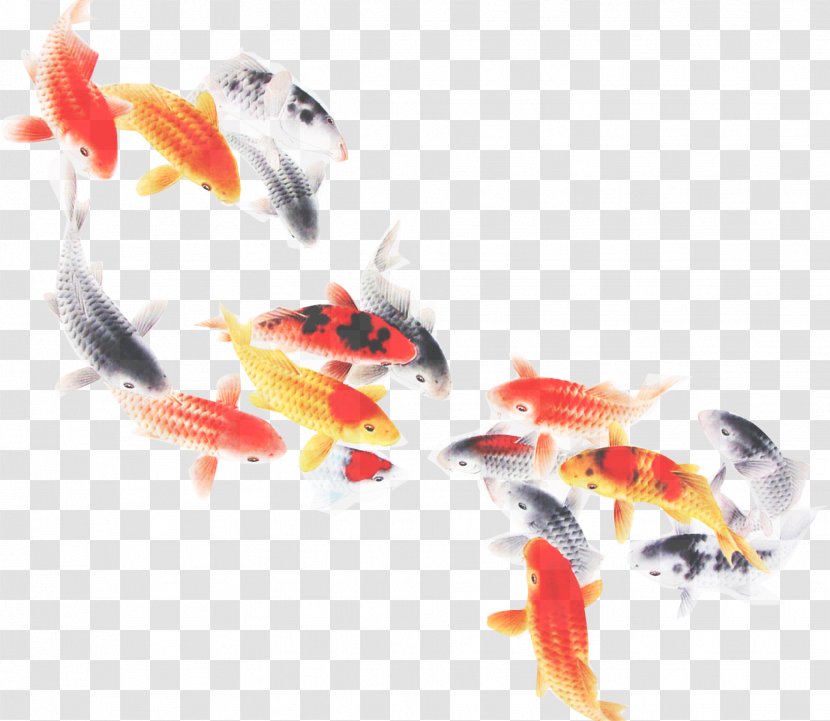 Koi Feeder Fish Goldfish Tail Transparent PNG