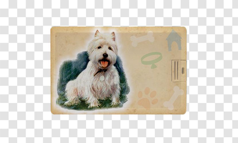 West Highland White Terrier Cairn Glen Norwich Schnoodle - Puppy Transparent PNG