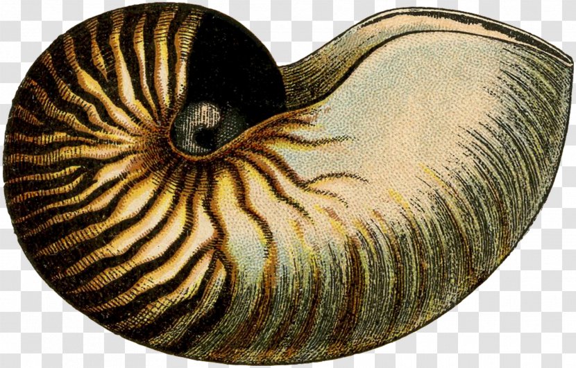 Snail Chambered Nautilus Nautilidae Towel Drap De Neteja - Nautilida Transparent PNG