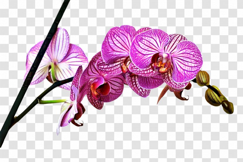 Canvas Moth Orchids Blejtram Image - Blume - Nail Transparent PNG