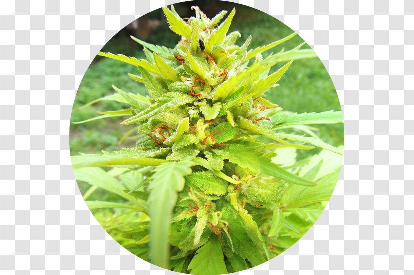 Autoflowering Cannabis Landrace Seed Bank - Ruderalis Transparent PNG