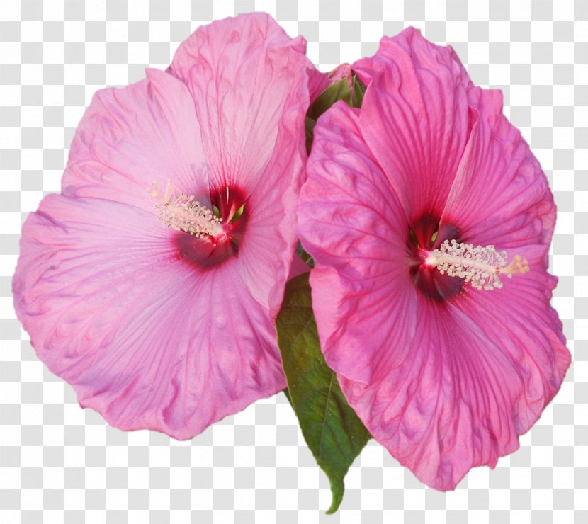 Shoeblackplant Pink M Annual Plant Herbaceous - Darshan Transparent PNG