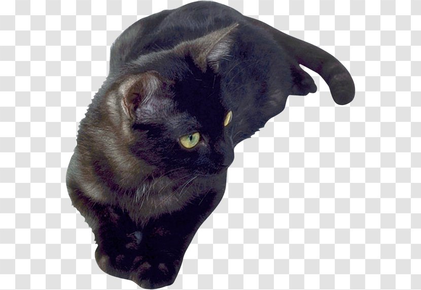 Black Cat Bombay Korat Domestic Short-haired Whiskers - Short Haired Transparent PNG