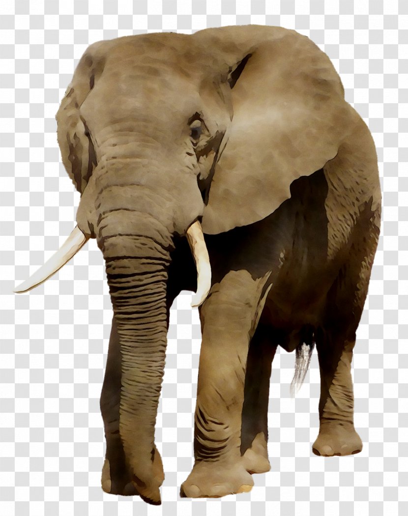 Indian Elephant African Fauna Terrestrial Animal - Skin Transparent PNG