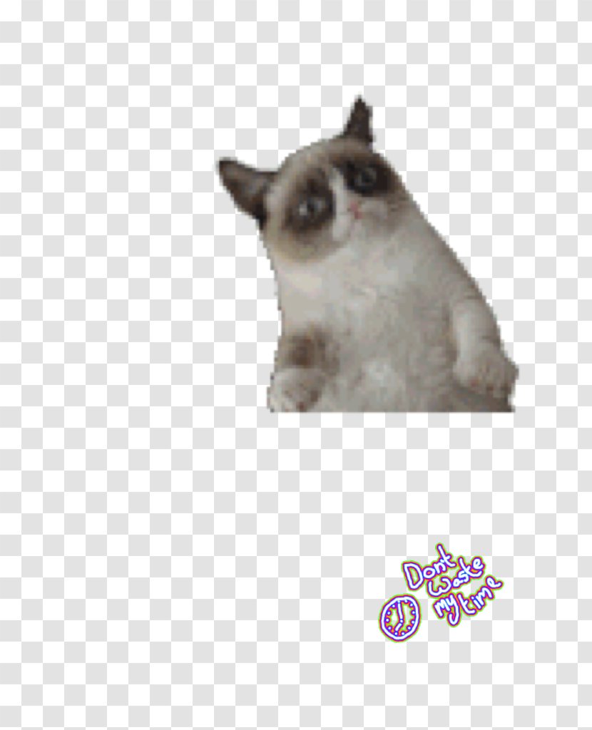 Grumpy Cat Desktop Wallpaper Kitten - Hug Transparent PNG