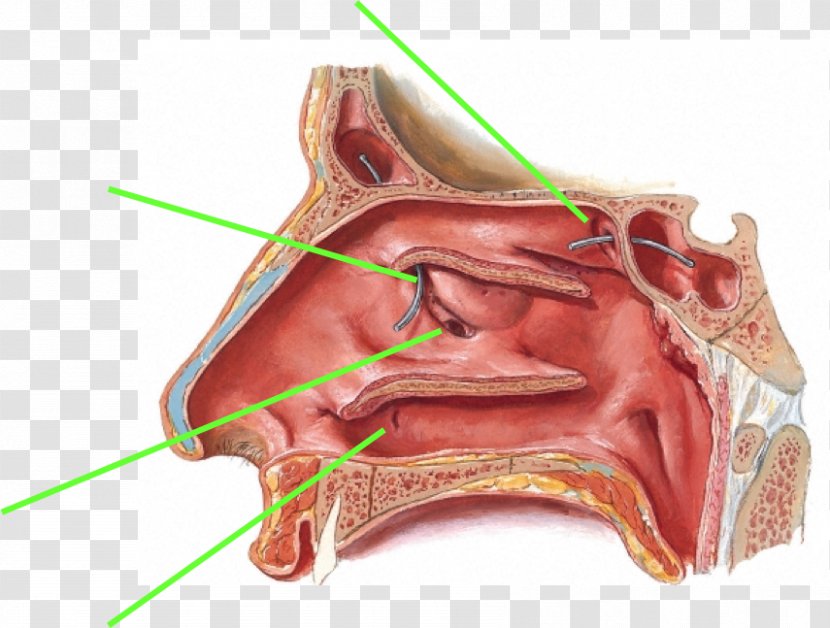 Ethmoid Sinus Bulla Paranasal Sinuses Anatomy - Frame - Nose Transparent PNG