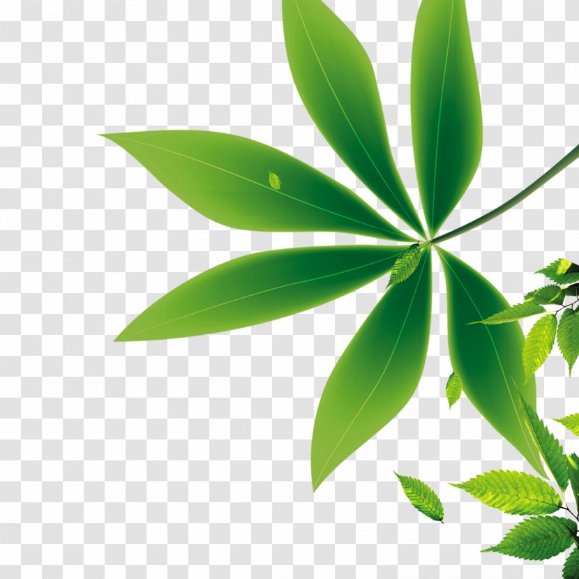 Green Leaf Black - Grass - Leaves Transparent PNG