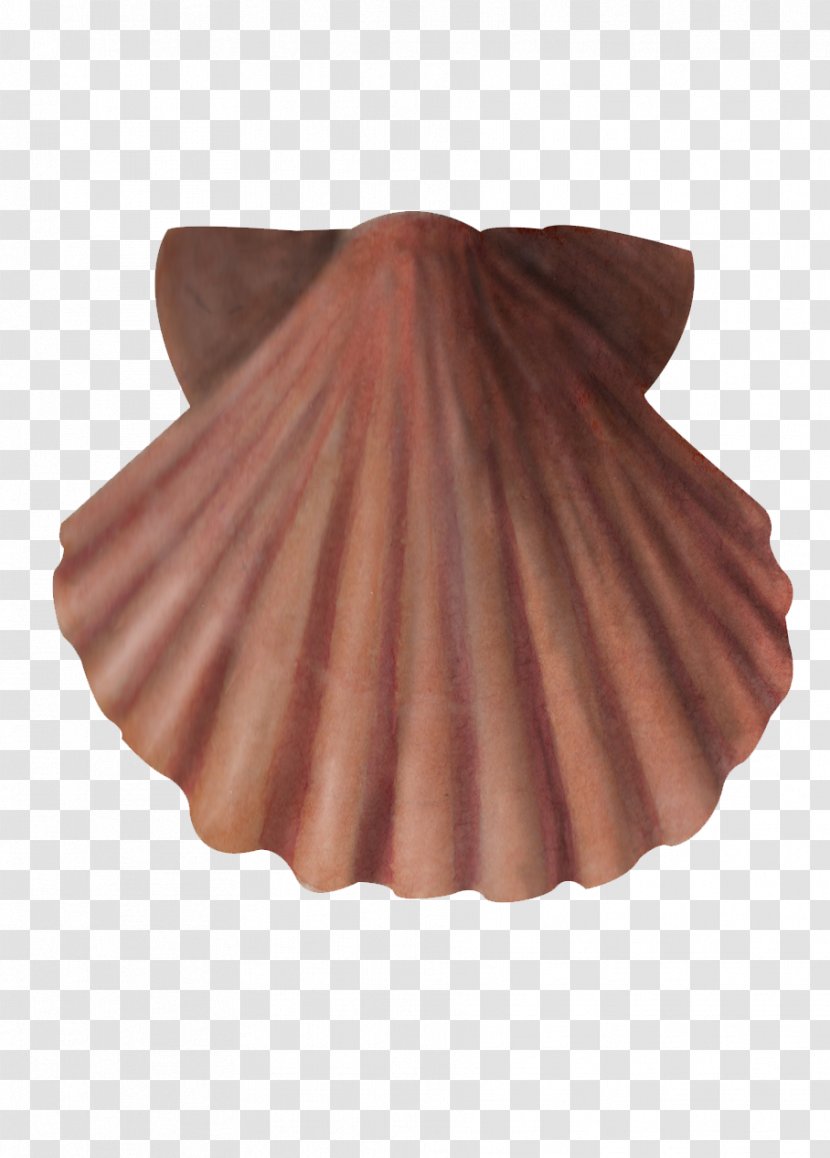 Great Scallop North Sea English Channel Bay Of Biscay Wood - Pecten - Clams Oysters Mussels And Scallops Transparent PNG