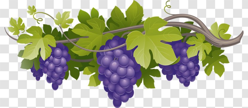 Common Grape Vine Leaves - Bunch Of Purple Grapes Transparent PNG