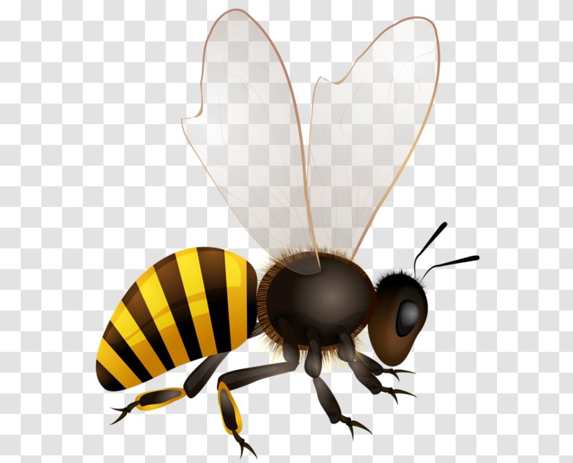 Honey Bee Insect - Beehive Transparent PNG