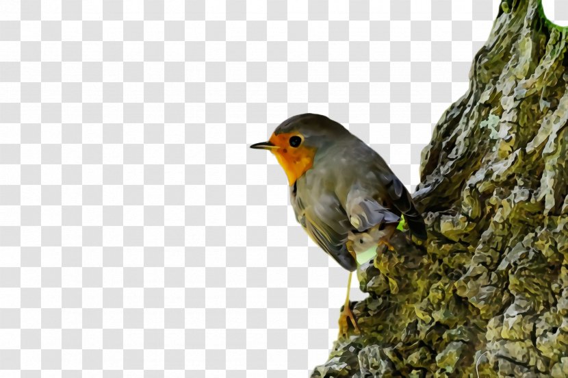 Bird European Robin Beak Old World Flycatcher Songbird - Nightingale Finch Transparent PNG