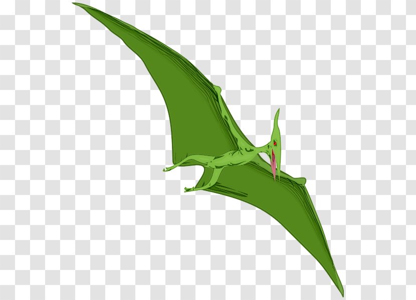 Pterodactyls Pteranodon Tyrannosaurus Pterosaurs Clip Art - Drawing - Pterodactyl Clipart Transparent PNG