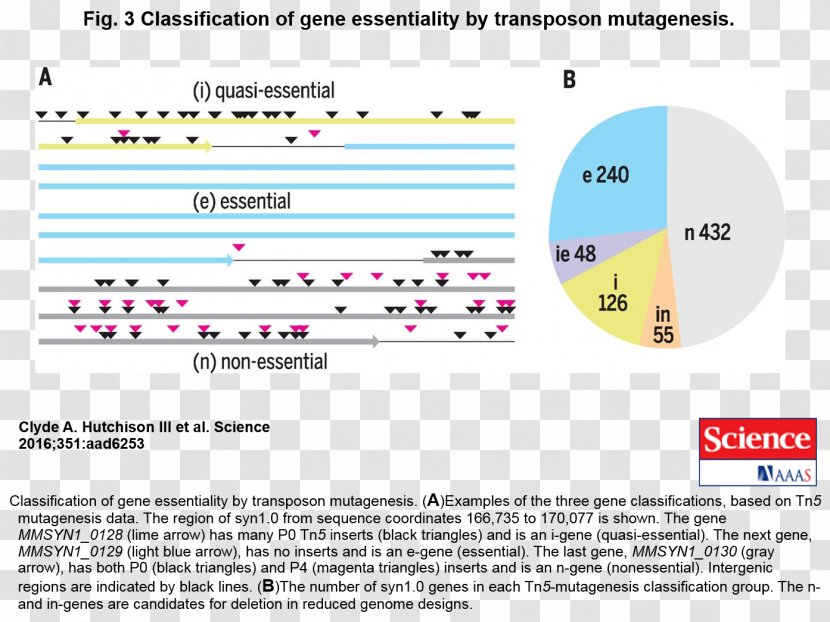 Genome Mycoplasma Mycoides Synthetic Genomics The Institute For Genomic Research Bacteria - Paper - Bactericidal Transparent PNG