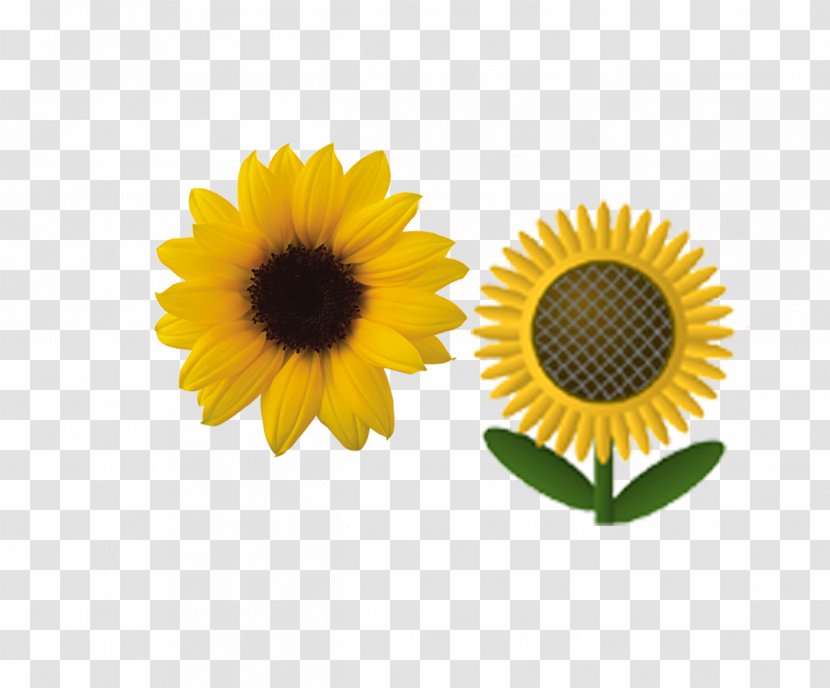 Common Sunflower - Flowering Plant - Blooming Image Transparent PNG