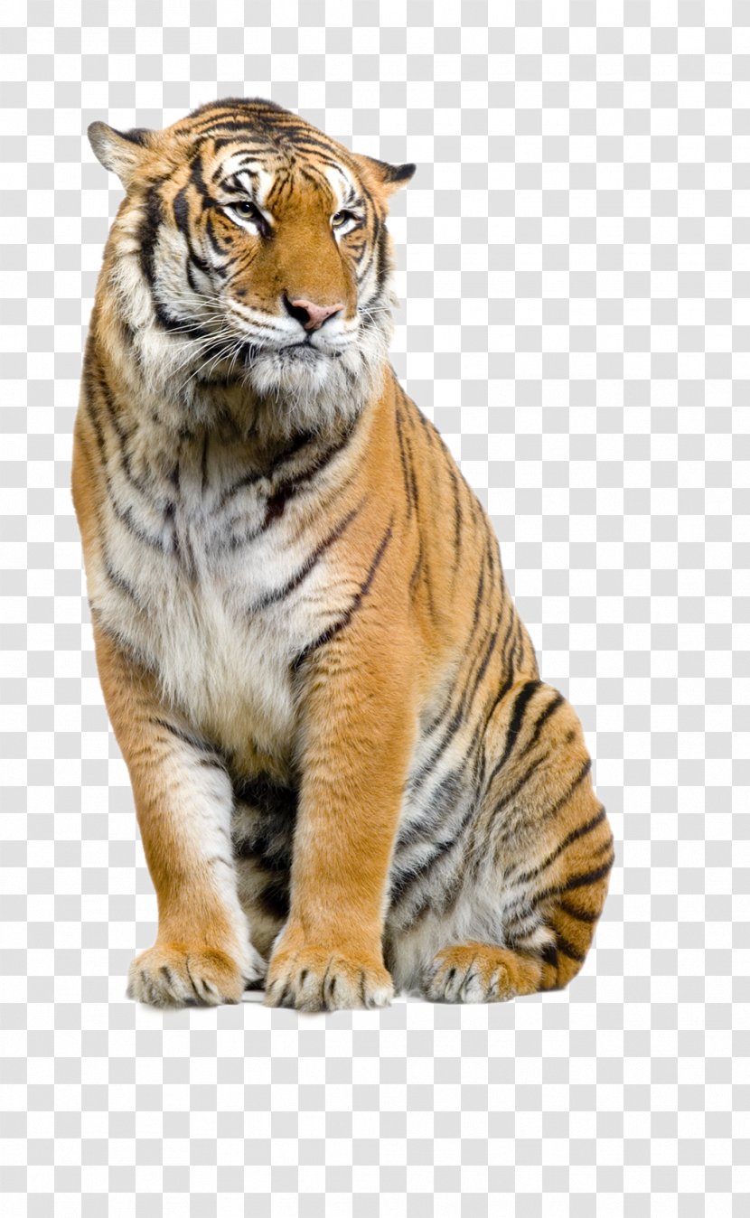 Lion Bengal Tiger Sumatran Cat Felidae - Animal Transparent PNG
