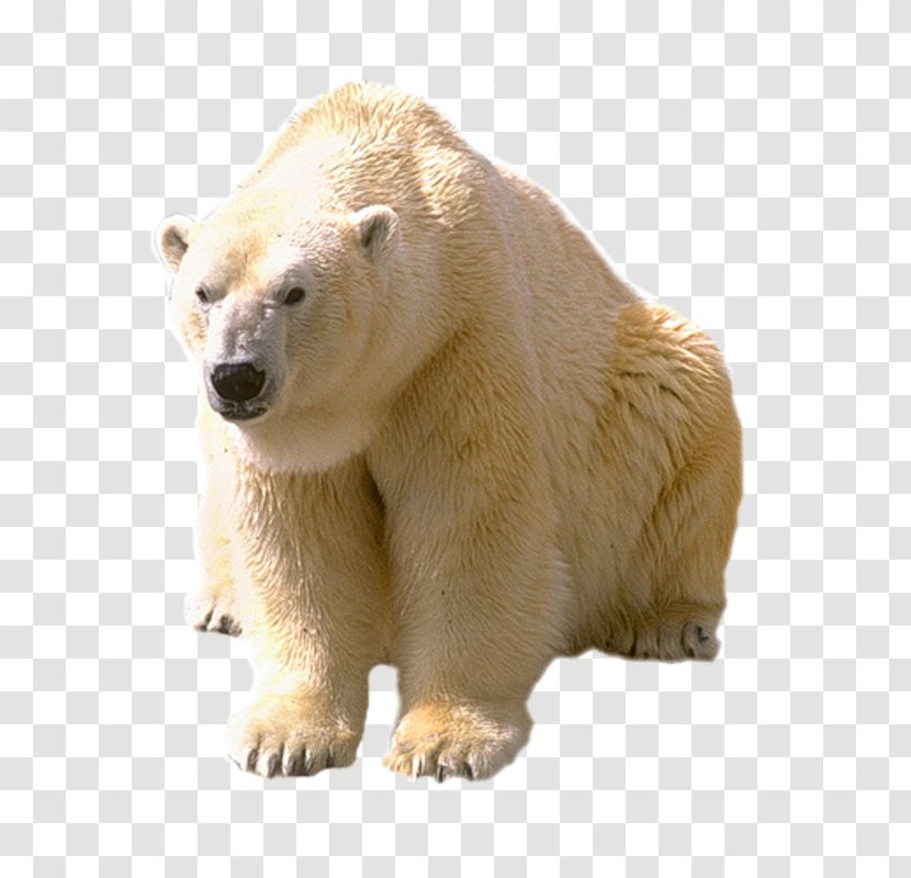 Polar Bear Animal Arctic - Heart - White Transparent PNG