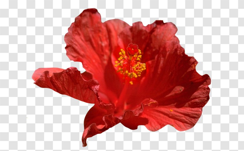 Shoeblackplant Rosemallows 2386 (عدد) Clip Art - Flowering Plant - Hibiscus Lasiocarpos Transparent PNG