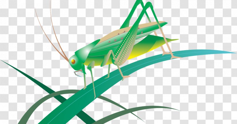 Insect Grasshopper Caelifera Locust Tettigonia Viridissima - Plant Stem Transparent PNG