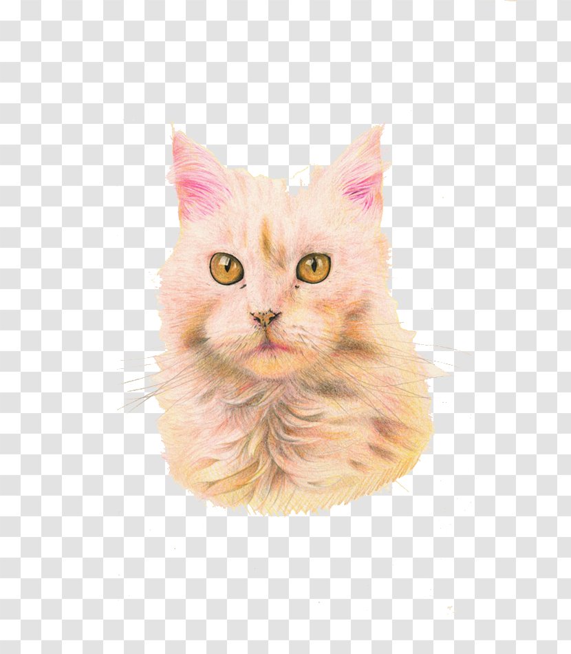 Maine Coon Whiskers Kitten Domestic Short-haired Cat Hello Kitty - Short Haired - Shuzheerduo Transparent PNG