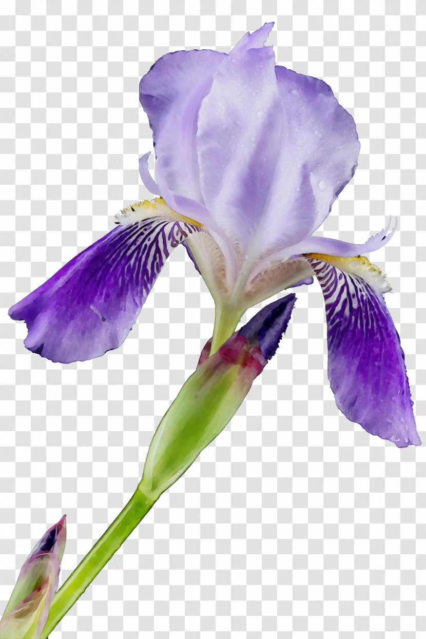 Flower Flowering Plant Petal Algerian Iris - Orris Root Transparent PNG