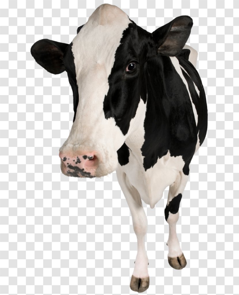 Holstein Friesian Cattle Calf Betsy The Cow Dairy Hoof - Grazing Transparent PNG