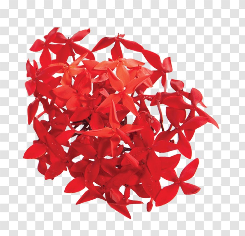 Ixora Coccinea Red Plant Flower Petal Transparent PNG