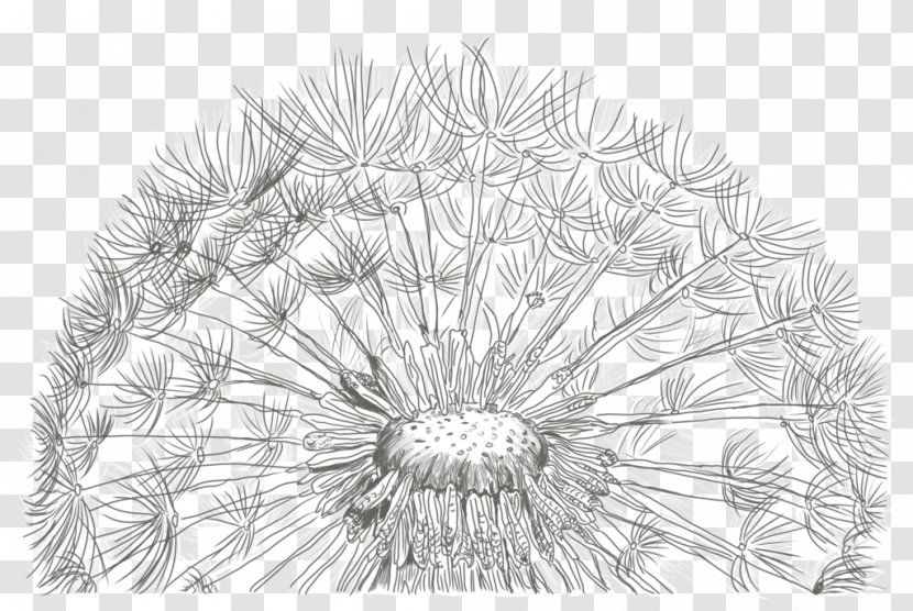 Sketch Drawing Illustration Image Common Dandelion - Pen Transparent PNG