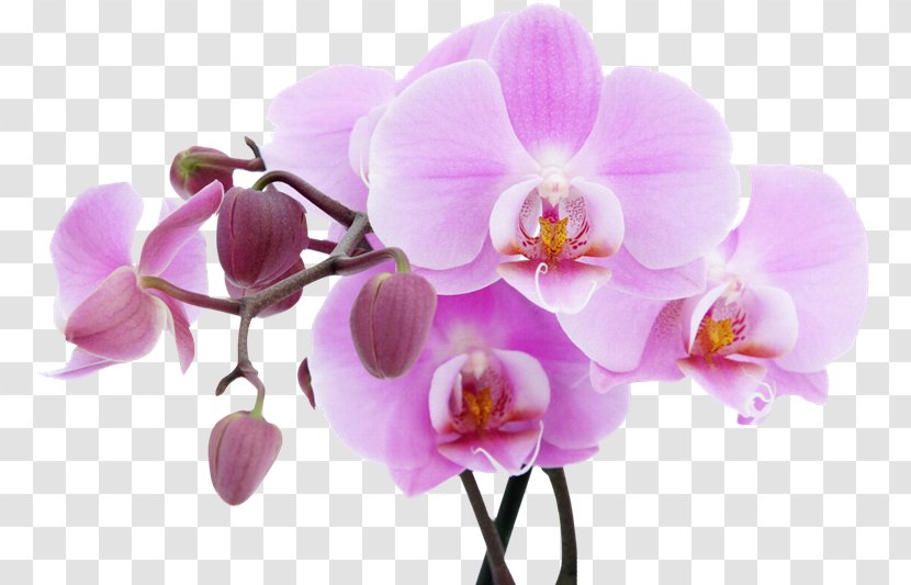Fototapet Flower Orchids Lilac Wallpaper - Vk Transparent PNG