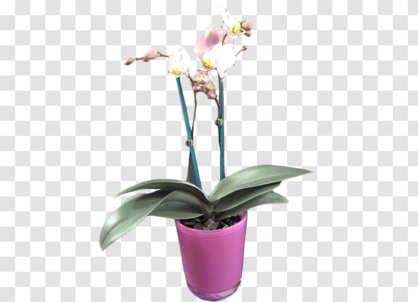 Moth Orchids Cattleya Houseplant Flowerpot - Flowering Plant - Tree Pot Transparent PNG