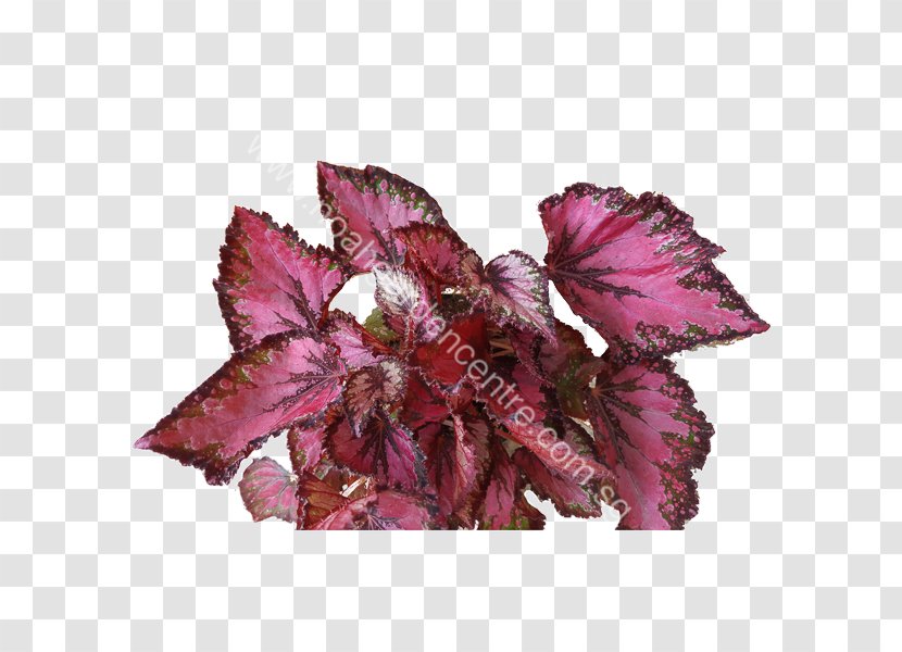 Painted-leaf Begonia Sunlight Noah Garden Centre Soil - Purple - Coccinea Transparent PNG