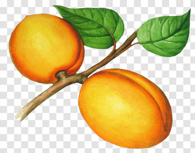 Apricot Nectarine Fruit - Bitter Orange - Peach Image Transparent PNG
