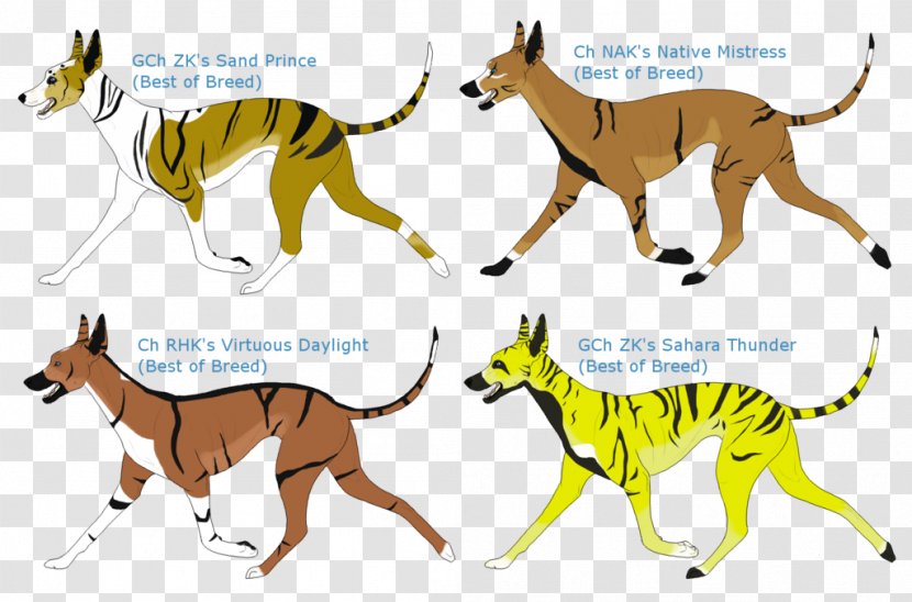 Dog Breed Whippet Dingo Cat Animal - Mammal Transparent PNG