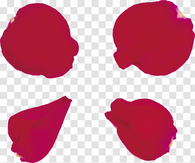 Petal Garden Roses Digital Image Clip Art - Flower Transparent PNG