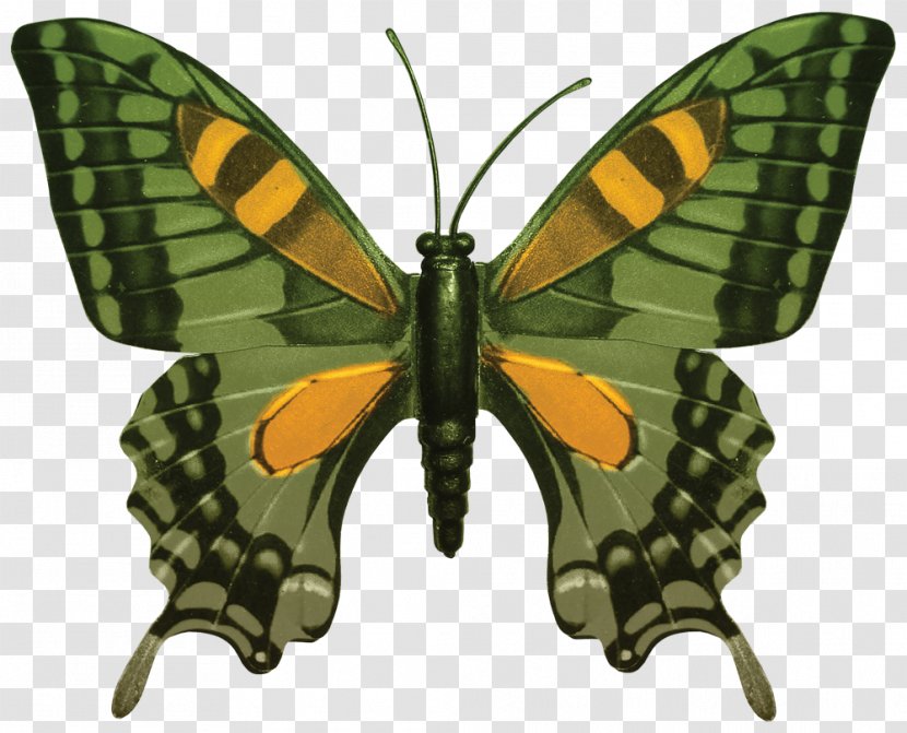 Papilio Hospiton Stock Photography - Membrane Winged Insect - Green Butterfly Transparent PNG