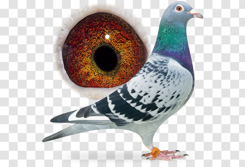 Racing Homer Columbidae Bird Pigeon Animal Transparent PNG