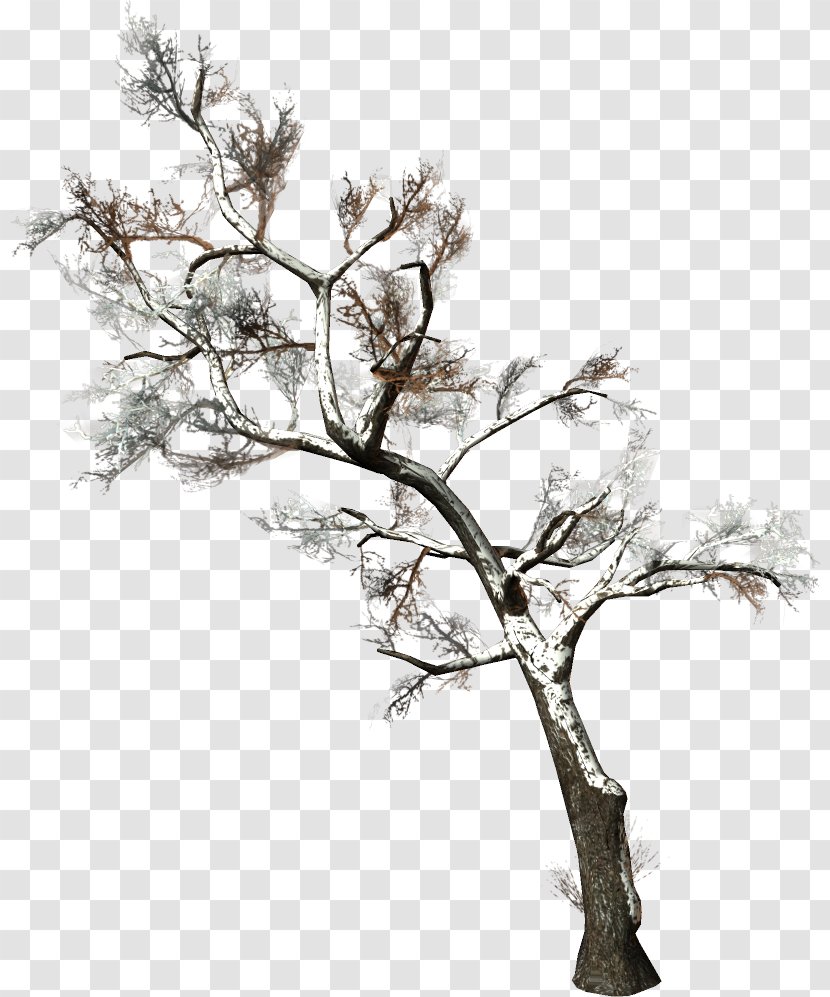 Twig Tree Branch Woody Plant Clip Art - Photography Transparent PNG