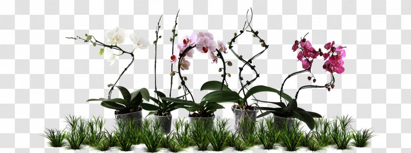 Floral Design Cut Flowers Plant Stem - Flowering Transparent PNG