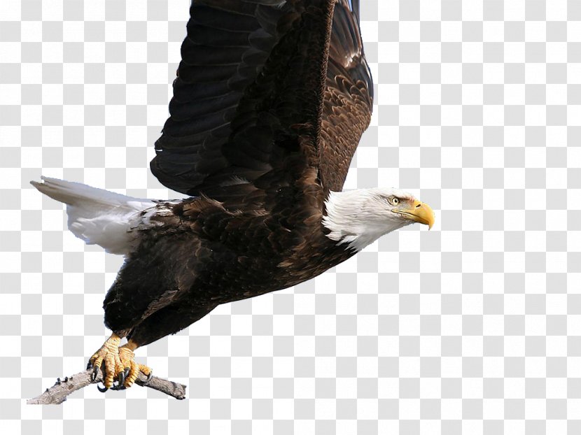 Bald Eagle Hawk Transparent PNG