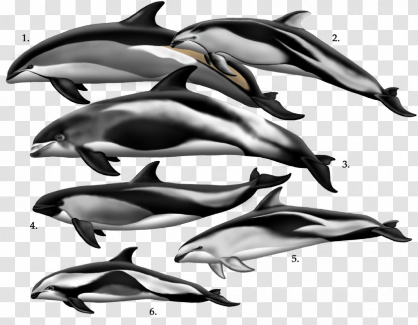 Short-beaked Common Dolphin White-beaked Bottlenose Tucuxi Striped - Pacific Whitesided Transparent PNG