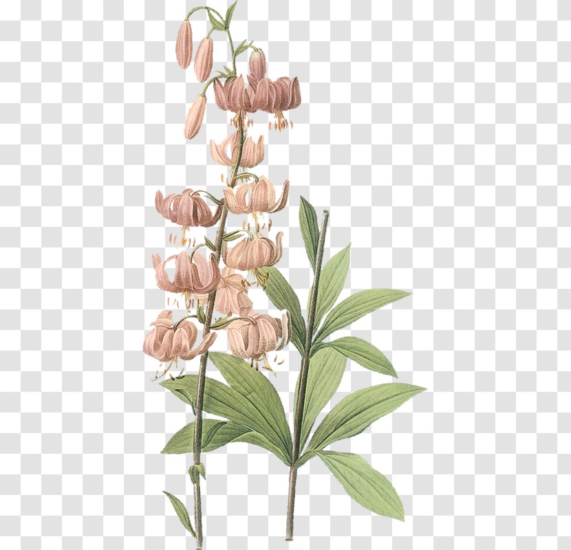 Lilium Martagon Superbum Amaryllis Belladonna Botany Les Liliacxe9es - Hand-painted Lily Of The Valley Transparent PNG