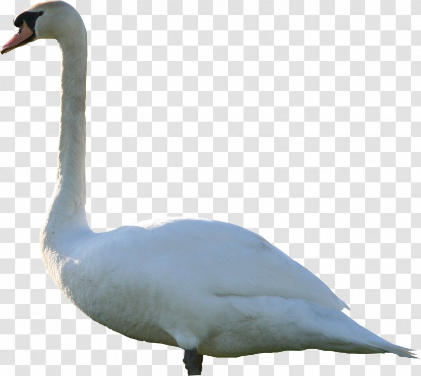 Mute Swan Goose - Ducks Geese And Swans Transparent PNG