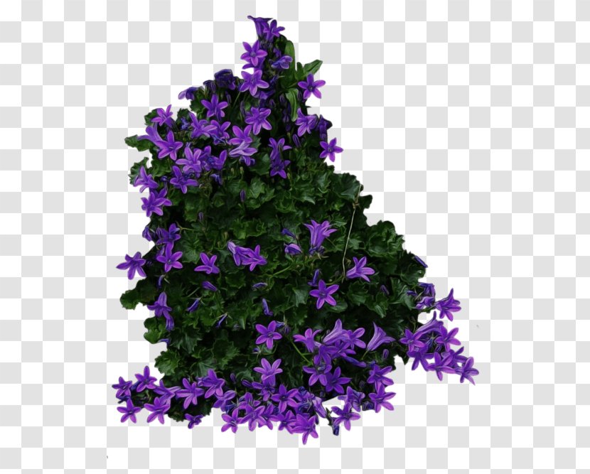 Clip Art Shrub Flower Image - Bellflower Transparent PNG