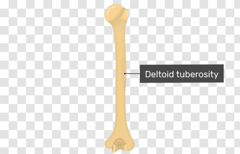 Radial Sulcus Humerus Deltoid Tuberosity Nerve - Cutlery Transparent PNG